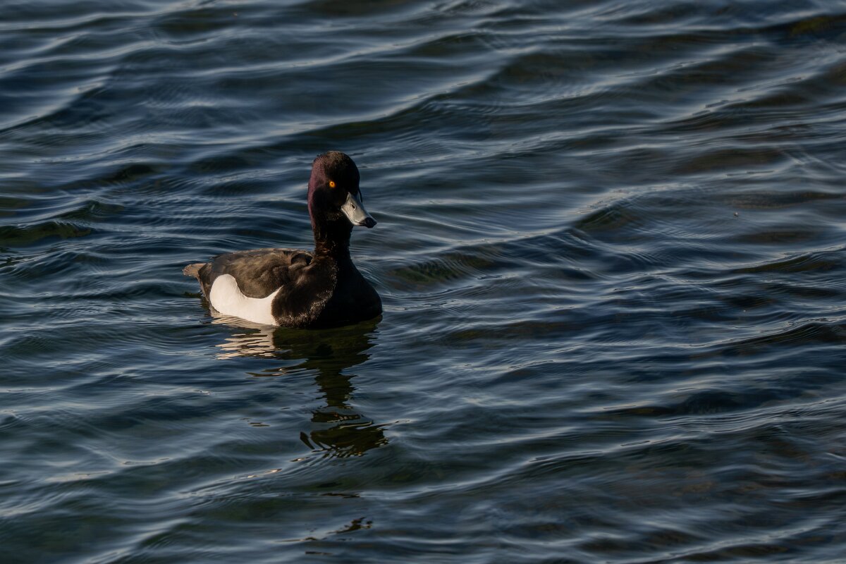 DPPhotography - Iceland - Tufted duck - E.jpg - Tufted duck, male - Lake Mývatn