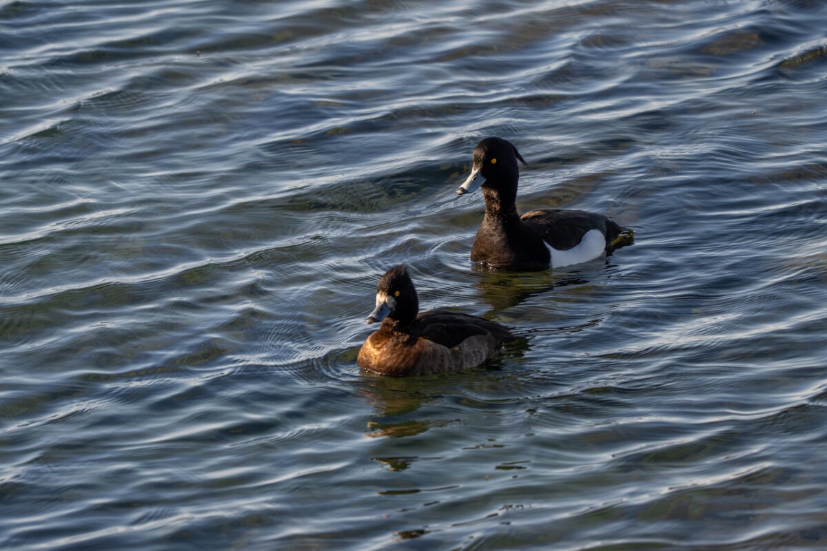 DPPhotography - Iceland - Tufted duck - F.jpg - Tufted duck, pair - Lake Mývatn