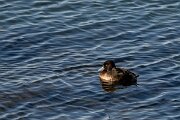 DPPhotography - Iceland - Tufted duck - B