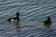 DPPhotography - Iceland - Tufted duck - D