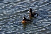 DPPhotography - Iceland - Tufted duck - F