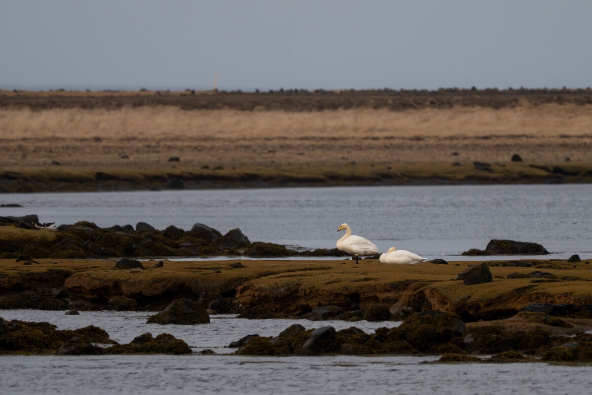 DPPhotography - Iceland - Whooper swan - A.jpg - Whooper swan - Álftanes--Hliðsnes