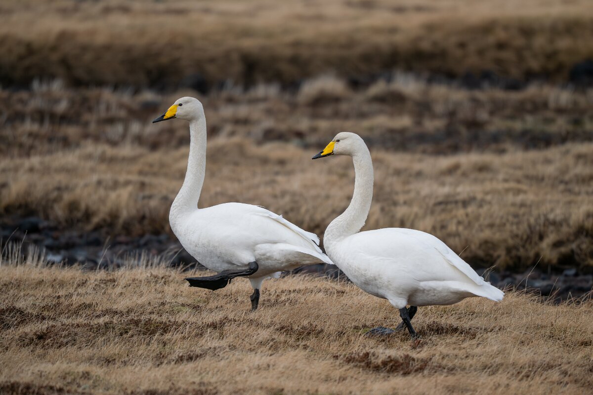 DPPhotography - Iceland - Whooper swan - G.jpg - Whooper swan - Snæfellsjökull National Park