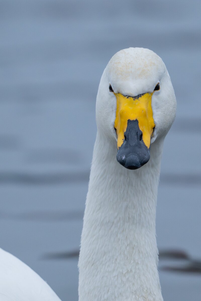 DPPhotography - Iceland - Whooper swan - L.jpg - Whooper swan - Tjörnin Lake