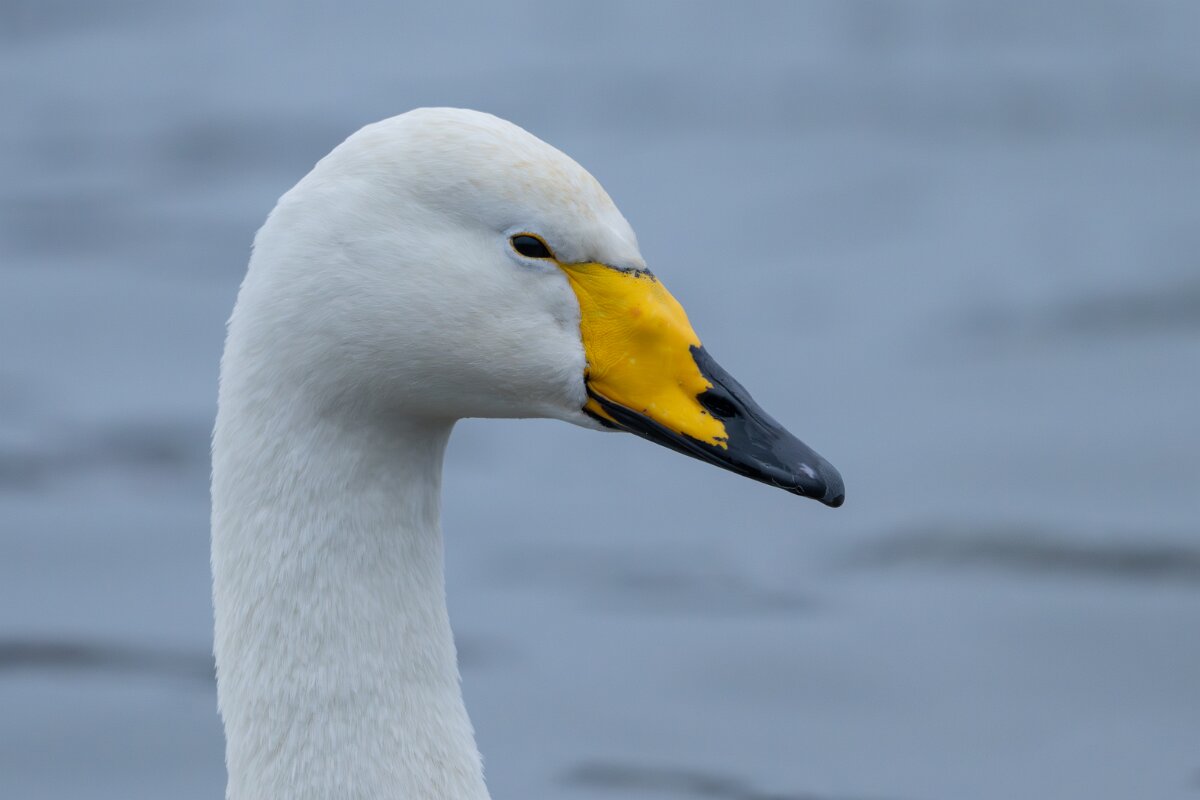DPPhotography - Iceland - Whooper swan - M.jpg - Whooper swan - Tjörnin Lake