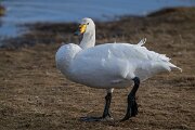 DPPhotography - Iceland - Whooper swan - B