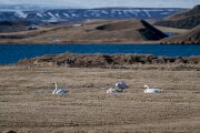 DPPhotography - Iceland - Whooper swan - D