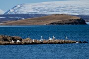 DPPhotography - Iceland - Whooper swan - E