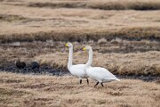 DPPhotography - Iceland - Whooper swan - H