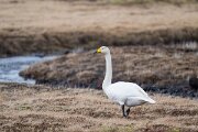 DPPhotography - Iceland - Whooper swan - I
