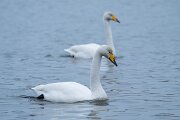 DPPhotography - Iceland - Whooper swan - J