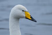DPPhotography - Iceland - Whooper swan - M