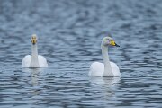 DPPhotography - Iceland - Whooper swan - O