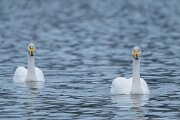 DPPhotography - Iceland - Whooper swan - P