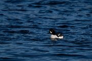 Barrow's goldeneye