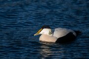 Common eider