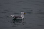 Glaucous gull