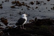 Great black-backed gull
