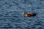 Harlequin duck