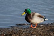 Mallard