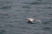 Northern gannet