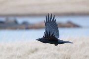 Northern raven