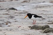 Oystercatcher