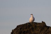 Rock ptarmigan