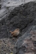 Wren