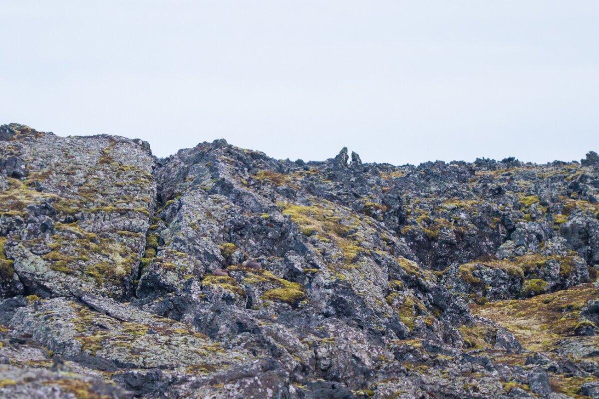 DPPhotography - Iceland - Arctic fox - A.jpg - Arctic fox - Skarðsvík Beach
