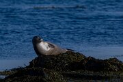 DPPhotography - Iceland - Harbour seal - B
