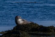 DPPhotography - Iceland - Harbour seal - C