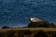 DPPhotography - Iceland - Harbour seal - E