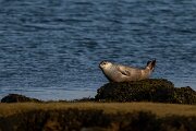 DPPhotography - Iceland - Harbour seal - F