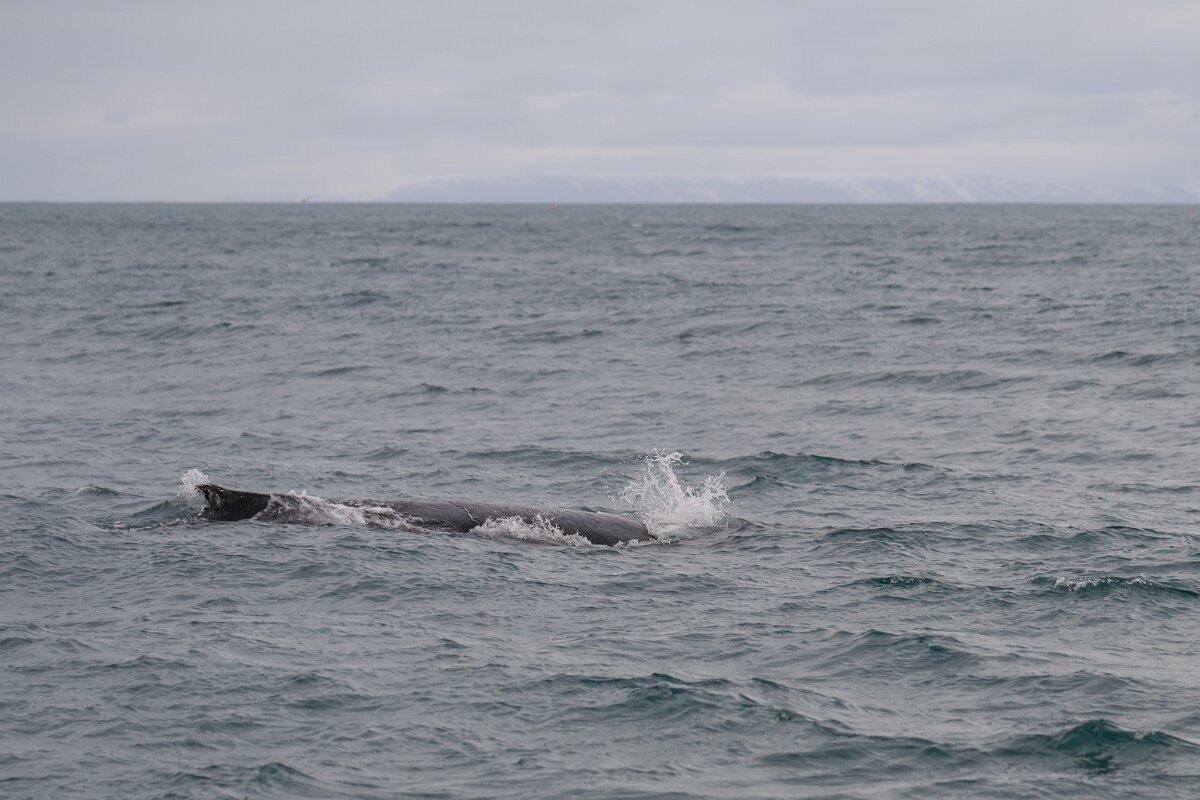 DPPhotography - Iceland - Humpback whale - AH.jpg - Humpback whale - Ólafsvík