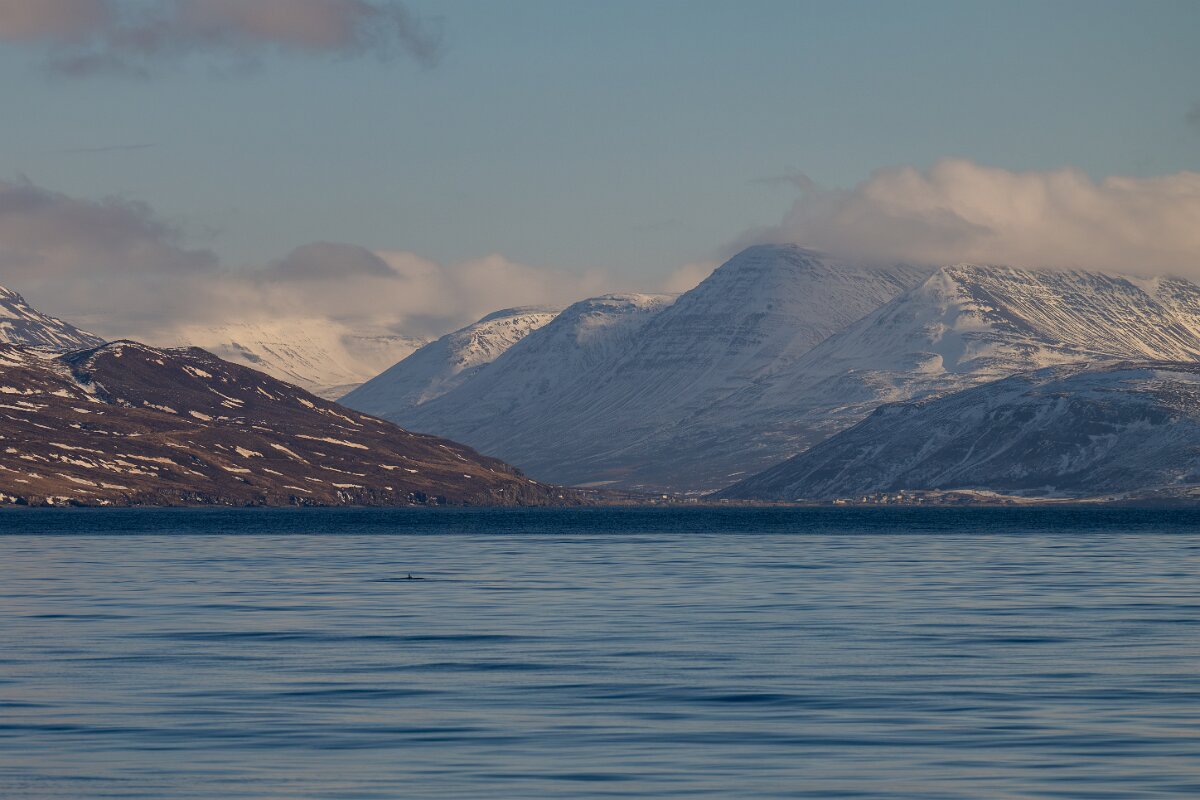 DPPhotography - Iceland - Humpback whale - C.jpg - Humpback whale - Eyjafjörður
