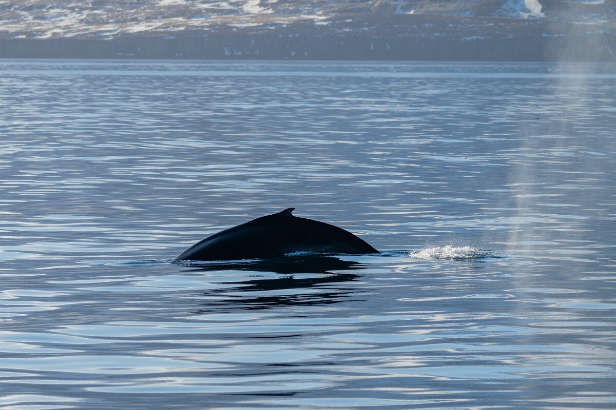 DPPhotography - Iceland - Humpback whale - H.jpg - Humpback whale - Eyjafjörður