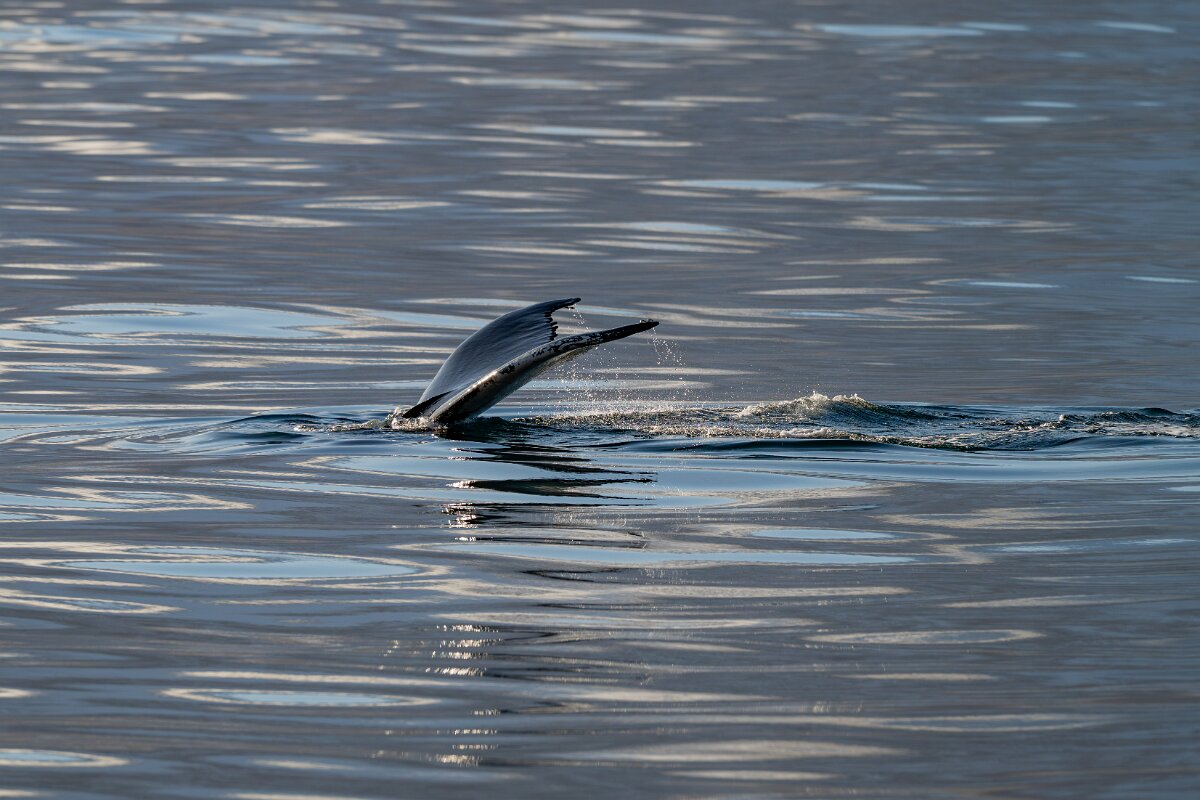 DPPhotography - Iceland - Humpback whale - K.jpg - Humpback whale - Eyjafjörður
