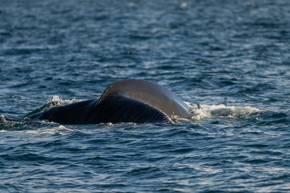 DPPhotography - Iceland - Humpback whale - N.jpg - Humpback whale - Eyjafjörður