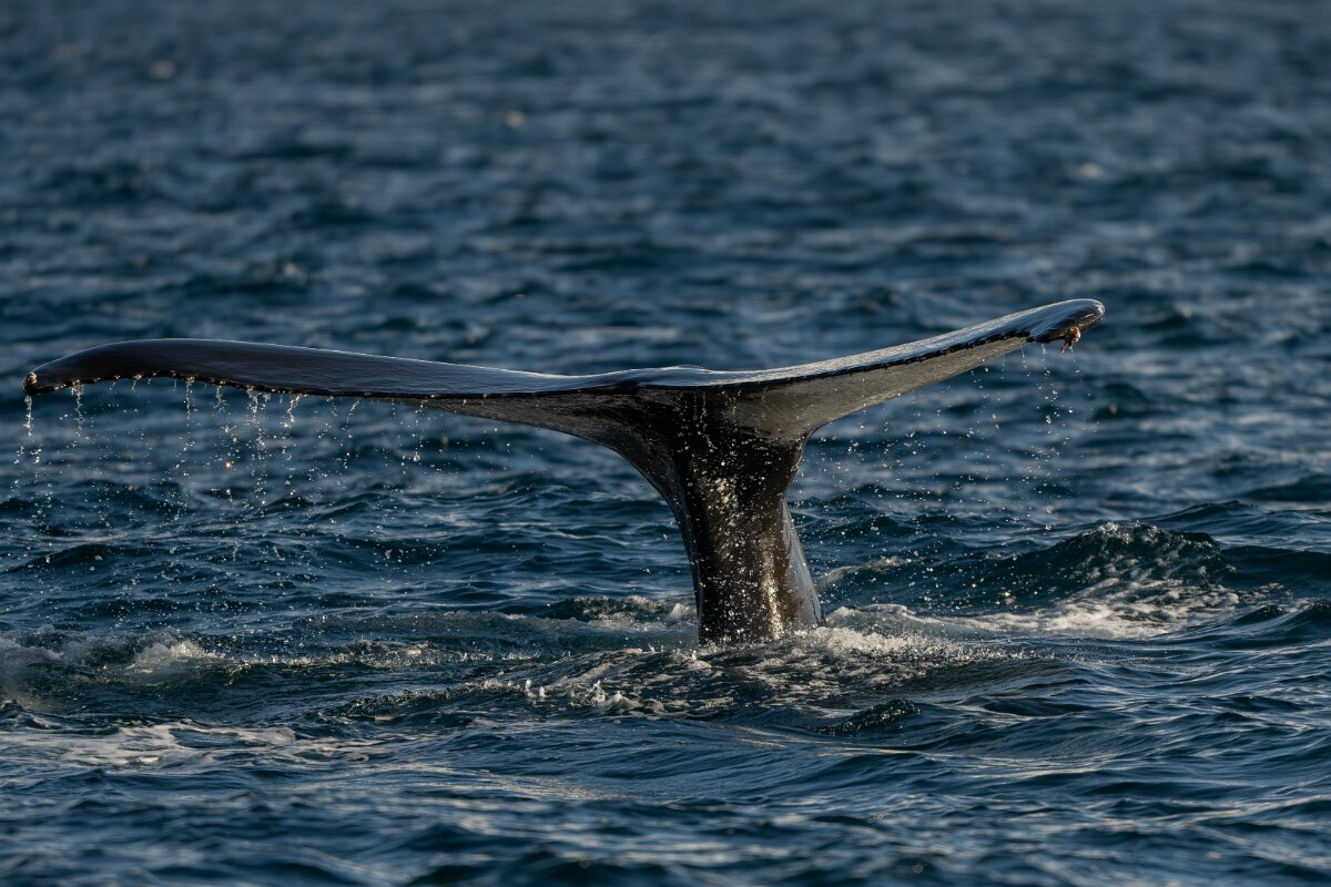 DPPhotography - Iceland - Humpback whale - O.jpg - Humpback whale - Eyjafjörður
