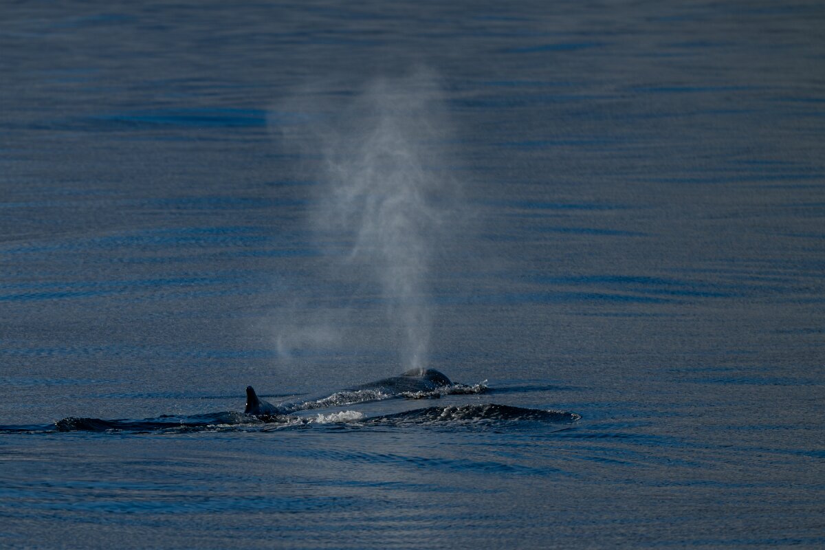 DPPhotography - Iceland - Humpback whale - R.jpg - Humpback whale - Eyjafjörður