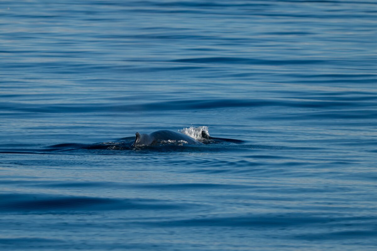 DPPhotography - Iceland - Humpback whale - U.jpg - Humpback whale - Eyjafjörður