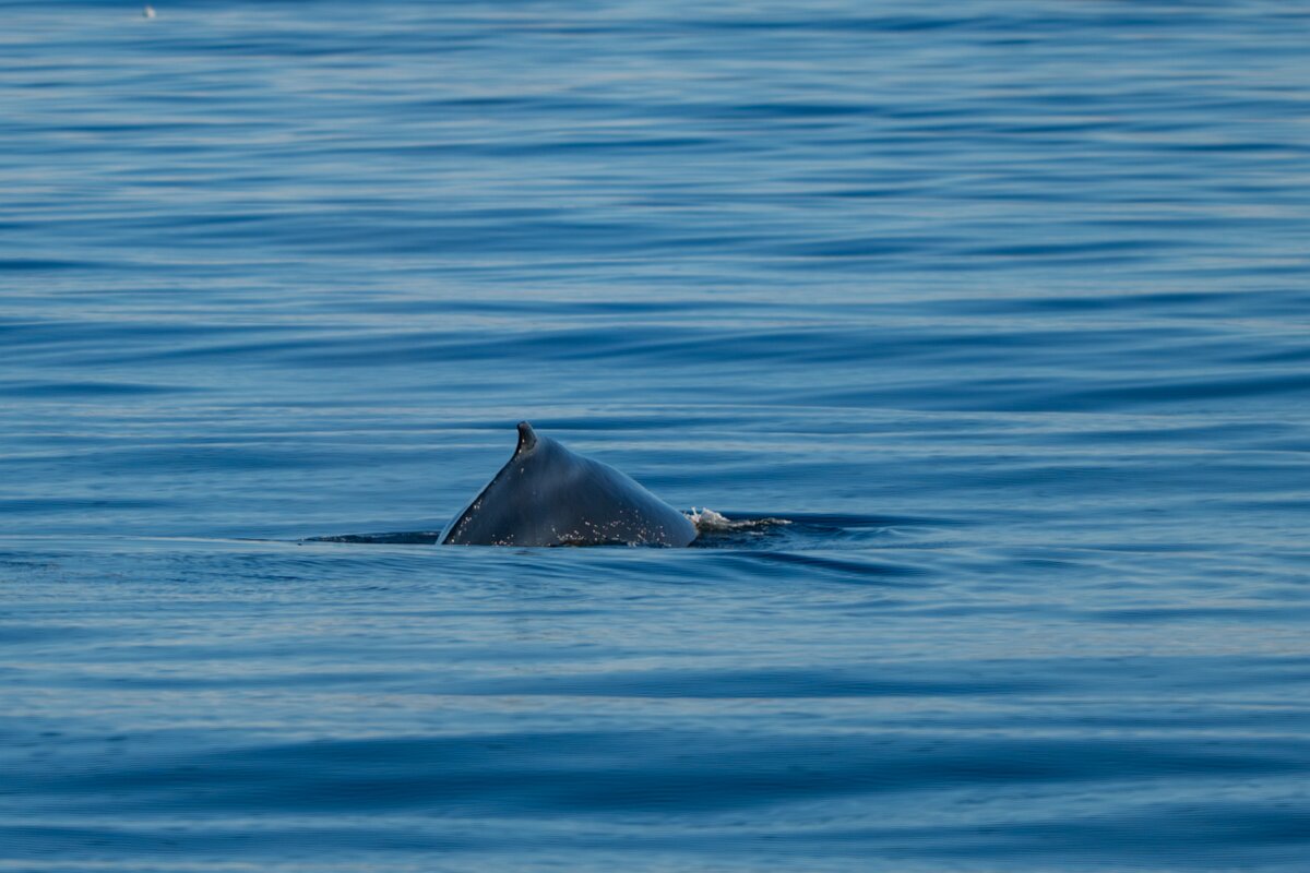 DPPhotography - Iceland - Humpback whale - V.jpg - Humpback whale - Eyjafjörður