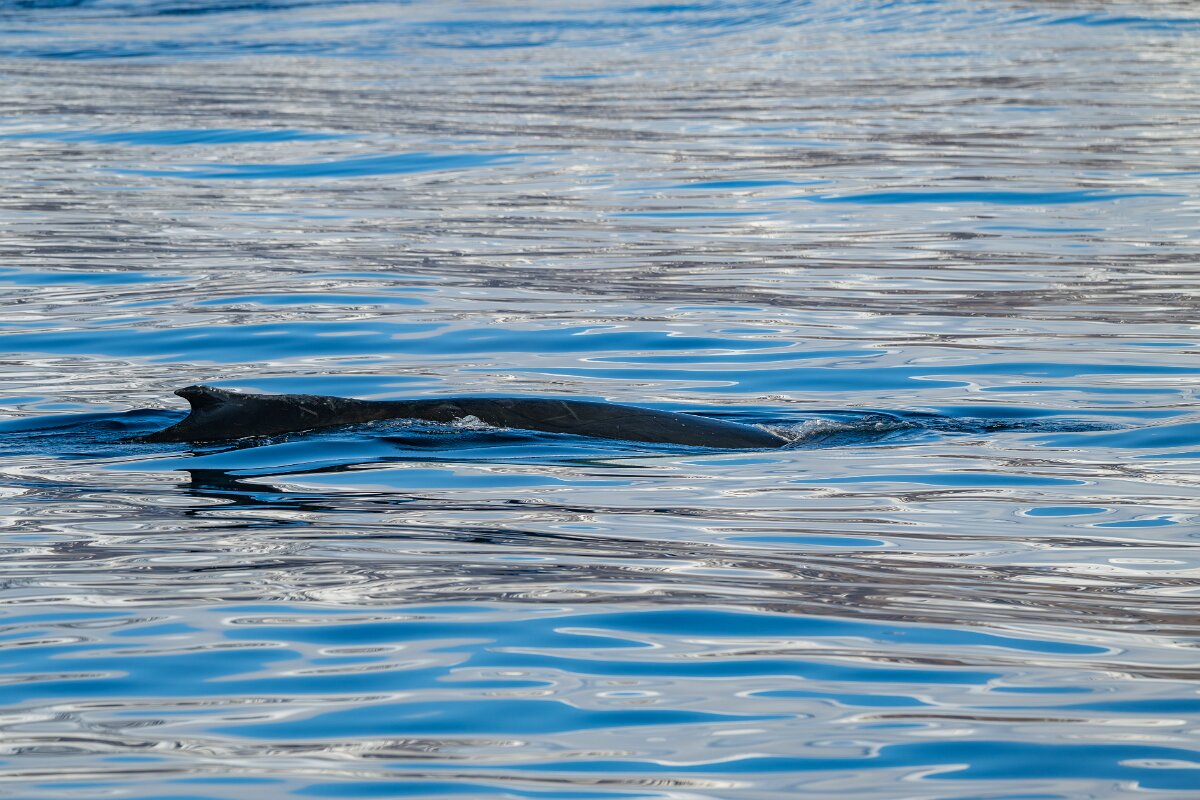 DPPhotography - Iceland - Humpback whale - X.jpg - Humpback whale - Eyjafjörður