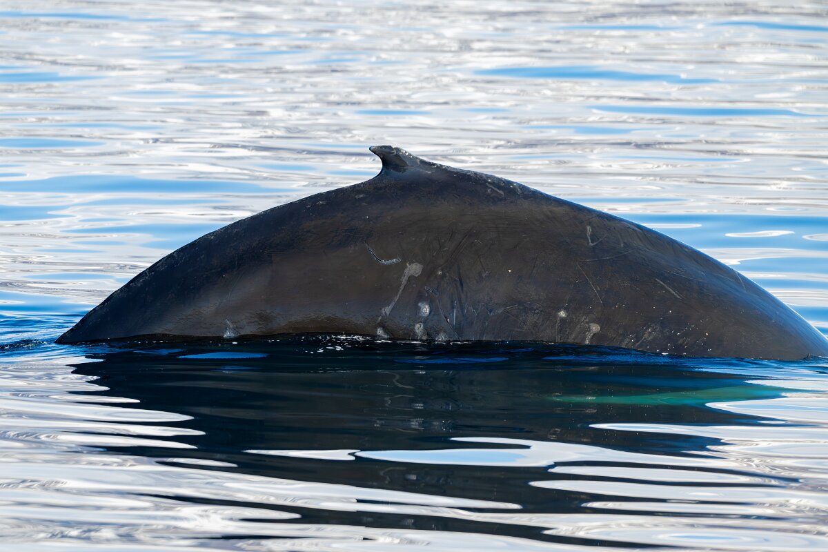 DPPhotography - Iceland - Humpback whale - Y.jpg - Humpback whale - Eyjafjörður