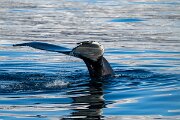 DPPhotography - Iceland - Humpback whale - A