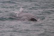 DPPhotography - Iceland - Humpback whale - AA