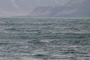 DPPhotography - Iceland - Humpback whale - AC