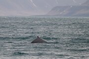DPPhotography - Iceland - Humpback whale - AD