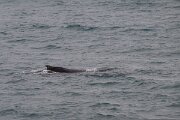 DPPhotography - Iceland - Humpback whale - AE